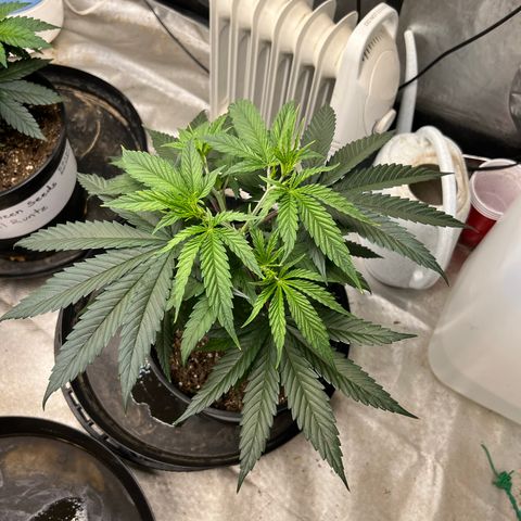 Mimosa X Orange Punch 35% Sativa 65% Indica growlog timeline photo