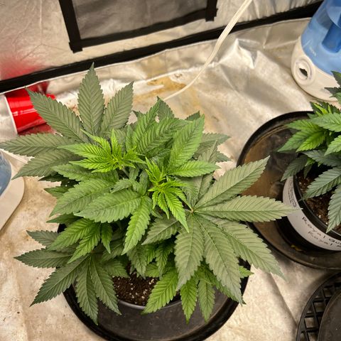 Chemdog 30% Sativa 70% Indica growlog timeline photo