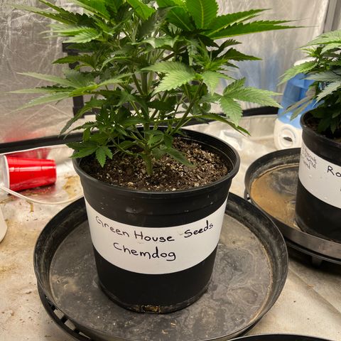 Chemdog 30% Sativa 70% Indica growlog timeline photo