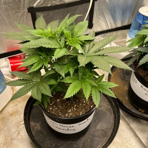 Chemdog 30% Sativa 70% Indica growlog timeline photo