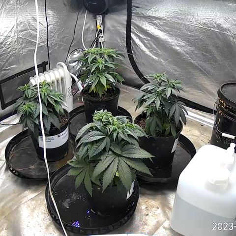 Chemdog 30% Sativa 70% Indica growlog photo: After spraying all four plants 🪴with silica and vegamatrix hard n quick, found out the hard way plants 🪴did not like it 😖. Mimosa X Orange Punch has been wilted for three days now. Was getting worried 😳. Decided to water 💦 mimosa x orange punch with just pure water 💦 to see if it would help, Plant 🪴responded very well 😀. Decided to water 💦 with just molasses when the lights 💡 came back on. Did not adjust pH. Don’t want to take a chance of messing things up again.