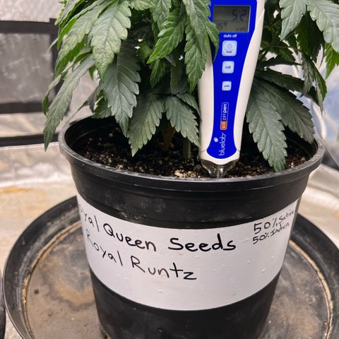 Royal Runtz 50% Sativa 50% Indica growlog photo: Soil pH was 5.2