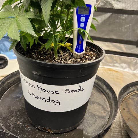 Chemdog 30% Sativa 70% Indica growlog photo: Soil pH was 5.6