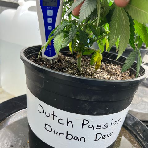 Durban Dew 75% Sativa 25% Indica growlog photo: Soil pH was 5.5. 
