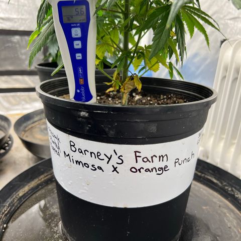 Mimosa X Orange Punch 35% Sativa 65% Indica growlog photo: Soil pH was 5.6. 