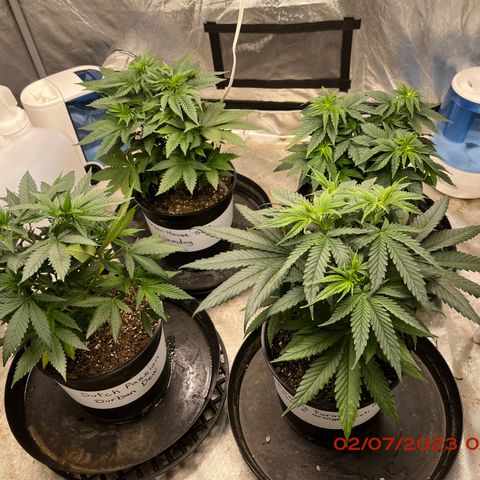 Chemdog 30% Sativa 70% Indica growlog photo: Plants 🪴 looking good after watering 💦. Not planning to try anything crazy and stupid. 
