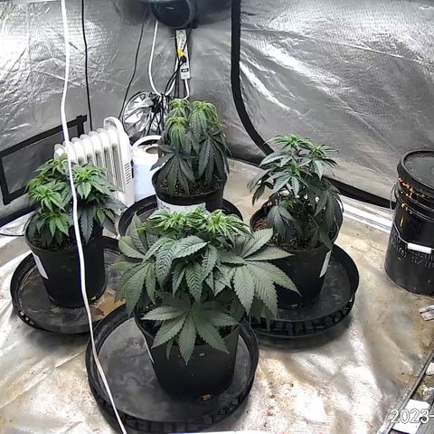 Chemdog 30% Sativa 70% Indica growlog photo: After spraying all four plants 🪴with silica and vegamatrix hard n quick, found out the hard way plants 🪴did not like it 😖. Mimosa X Orange Punch has been wilted for three days now. Was getting worried 😳. Decided to water 💦 mimosa x orange punch with just pure water 💦 to see if it would help, Plant 🪴responded very well 😀. Decided to water 💦 all four plants 🪴 with just molasses when the lights 💡 came back on. Did not adjust pH. Don’t want to take a chance of messing things up again.