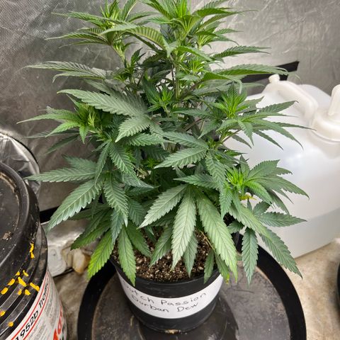 Durban Dew 75% Sativa 25% Indica growlog timeline photo