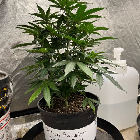 Durban Dew 75% Sativa 25% Indica growlog timeline photo