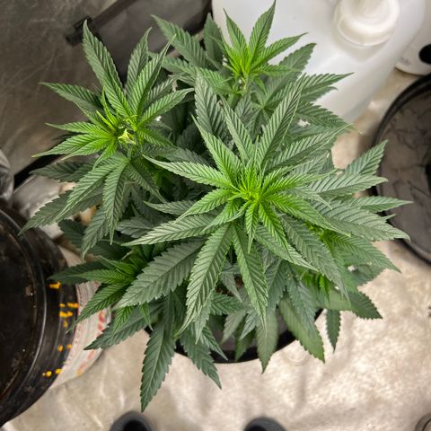 Durban Dew 75% Sativa 25% Indica growlog timeline photo