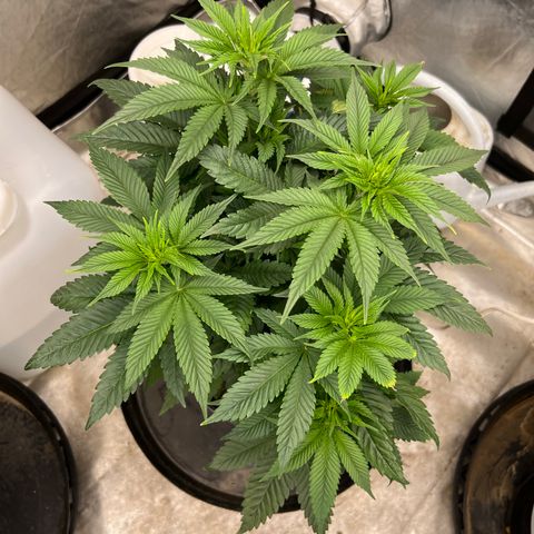 Chemdog 30% Sativa 70% Indica growlog timeline photo