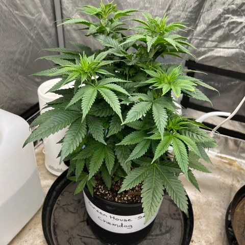 Chemdog 30% Sativa 70% Indica growlog timeline photo