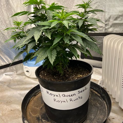 Royal Runtz 50% Sativa 50% Indica growlog timeline photo