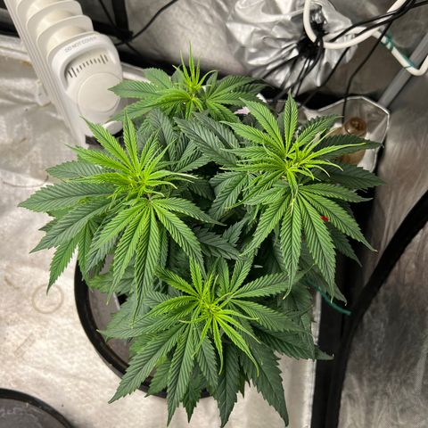 Mimosa X Orange Punch 35% Sativa 65% Indica growlog timeline photo