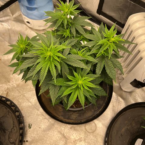 Royal Runtz 50% Sativa 50% Indica growlog timeline photo