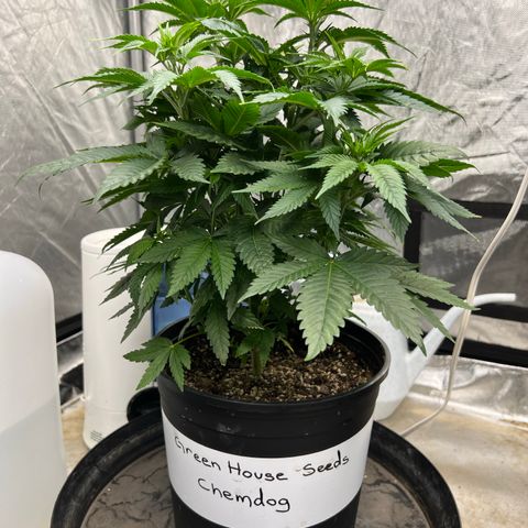 Chemdog 30% Sativa 70% Indica growlog timeline photo