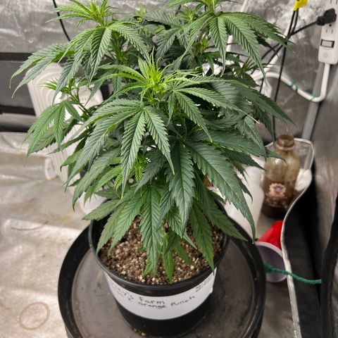 Mimosa X Orange Punch 35% Sativa 65% Indica growlog timeline photo