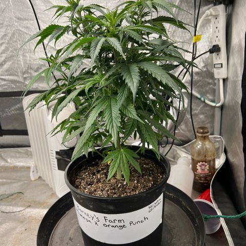 Mimosa X Orange Punch 35% Sativa 65% Indica growlog timeline photo