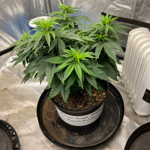 Royal Runtz 50% Sativa 50% Indica growlog timeline photo