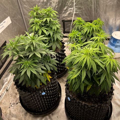 Chemdog 30% Sativa 70% Indica growlog photo: Transplanted all four plants 🪴. 