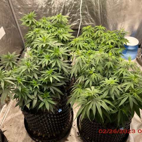 Chemdog 30% Sativa 70% Indica growlog timeline photo