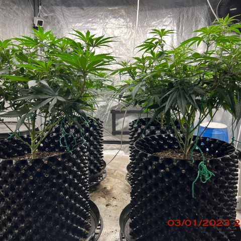 Chemdog 30% Sativa 70% Indica growlog photo: Clockwise from top left = Chemdog, Royal Runtz, Mimosa X Orange Punch, Durban Dew. 