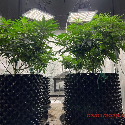 Chemdog 30% Sativa 70% Indica growlog photo: Clockwise from top left = Chemdog, Royal Runtz, Mimosa X Orange Punch, Durban Dew. 