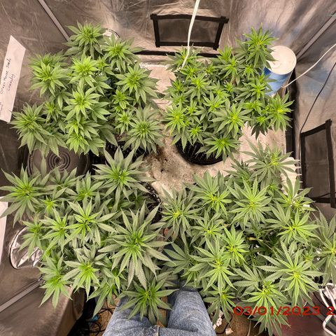 Chemdog 30% Sativa 70% Indica growlog photo: Clockwise from top left = Chemdog, Royal Runtz, Mimosa X Orange Punch, Durban Dew. 
