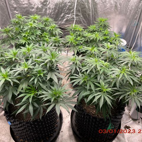 Chemdog 30% Sativa 70% Indica growlog photo: Clockwise from top left = Chemdog, Royal Runtz, Mimosa X Orange Punch, Durban Dew. 