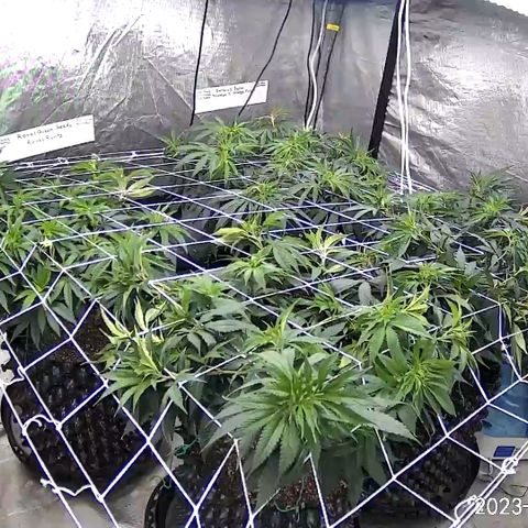 Chemdog 30% Sativa 70% Indica growlog photo: Installed trellis net. 👍