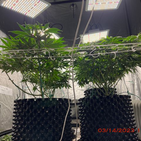 Chemdog 30% Sativa 70% Indica growlog photo: Clockwise from top left = Chemdog, Royal Runtz, Mimosa X Orange Punch, Durban Dew.