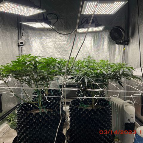 Chemdog 30% Sativa 70% Indica growlog photo: Clockwise from top left = Chemdog, Royal Runtz, Mimosa X Orange Punch, Durban Dew.
