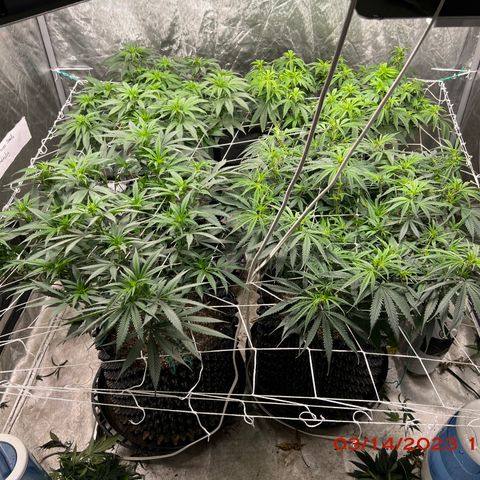 Chemdog 30% Sativa 70% Indica growlog photo: Clockwise from top left = Chemdog, Royal Runtz, Mimosa X Orange Punch, Durban Dew.