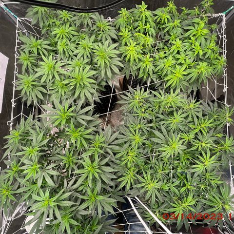 Chemdog 30% Sativa 70% Indica growlog photo: Clockwise from top left = Chemdog, Royal Runtz, Mimosa X Orange Punch, Durban Dew.