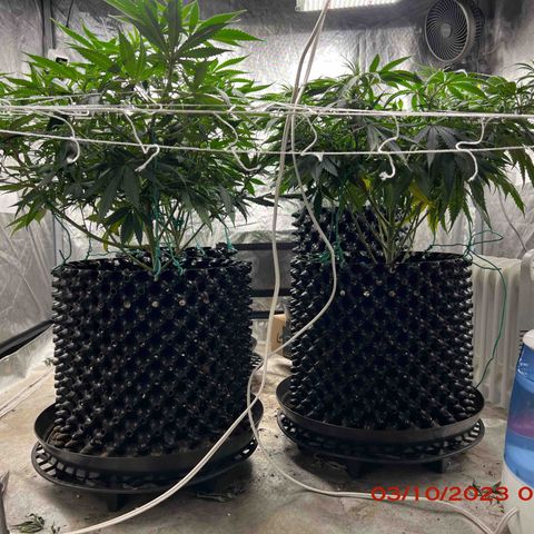 Chemdog 30% Sativa 70% Indica growlog photo: Clockwise from top left = Chemdog, Royal Runtz, Mimosa X Orange Punch, Durban Dew.