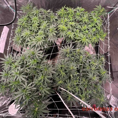 Chemdog 30% Sativa 70% Indica growlog photo: Clockwise from top left = Chemdog, Royal Runtz, Mimosa X Orange Punch, Durban Dew.