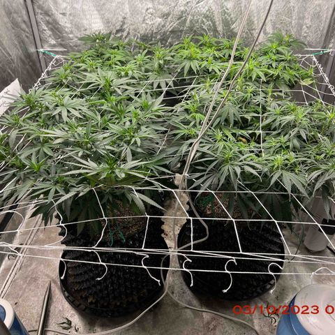 Chemdog 30% Sativa 70% Indica growlog photo: Clockwise from top left = Chemdog, Royal Runtz, Mimosa X Orange Punch, Durban Dew.