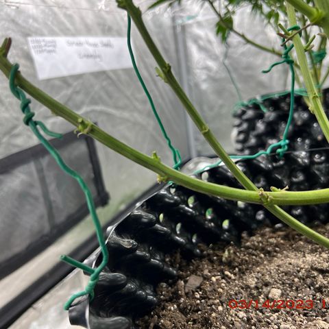 Durban Dew 75% Sativa 25% Indica growlog photo: Trying Kyle Kushman’s chiropractic method on one ☝️ branch of Durban Dew to see how the plant 🪴 responds. If all goes well then will proceed with all four plants 🪴. 