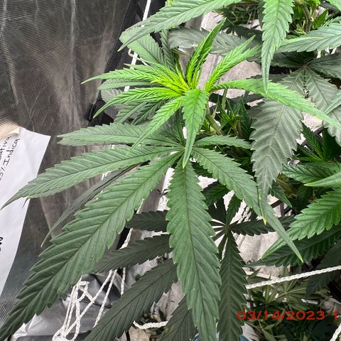 Durban Dew 75% Sativa 25% Indica growlog photo: Trying Kyle Kushman’s chiropractic method on one ☝️ branch of Durban Dew to see how the plant 🪴 responds. If all goes well then will proceed with all four plants 🪴. 