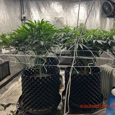 Chemdog 30% Sativa 70% Indica growlog photo: Clockwise from top left = Chemdog, Royal Runtz, Mimosa X Orange Punch, Durban Dew.