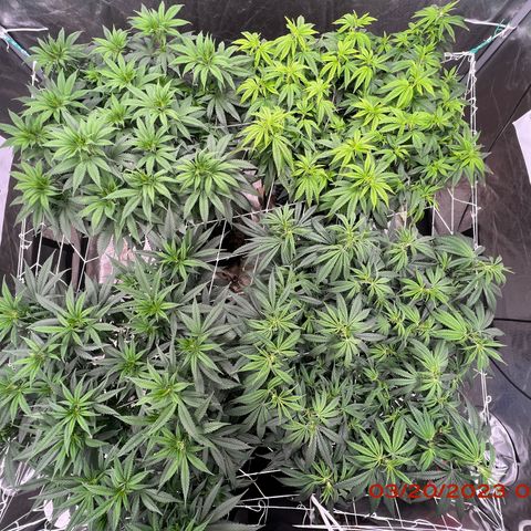 Chemdog 30% Sativa 70% Indica growlog photo: Clockwise from top left = Chemdog, Royal Runtz, Mimosa X Orange Punch, Durban Dew.