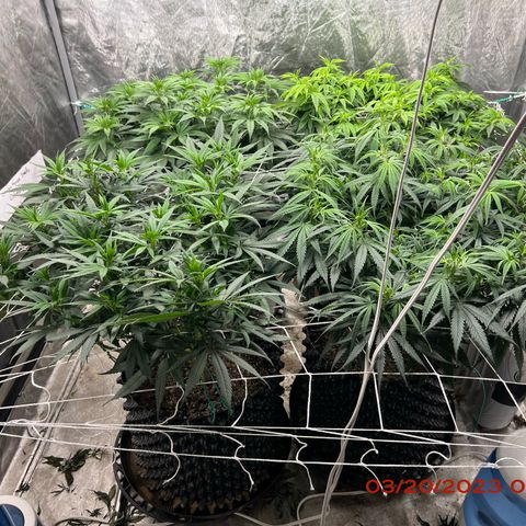 Chemdog 30% Sativa 70% Indica growlog photo: Clockwise from top left = Chemdog, Royal Runtz, Mimosa X Orange Punch, Durban Dew.