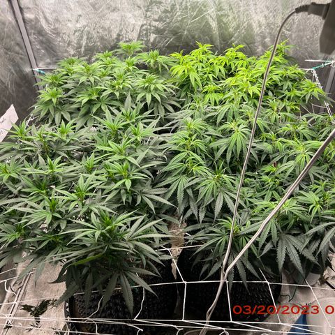 Chemdog 30% Sativa 70% Indica growlog photo: Clockwise from top left = Chemdog, Royal Runtz, Mimosa X Orange Punch, Durban Dew.