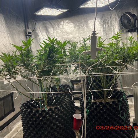 Chemdog 30% Sativa 70% Indica growlog photo: Clockwise from top left = Chemdog, Royal Runtz, Mimosa X Orange Punch, Durban Dew.