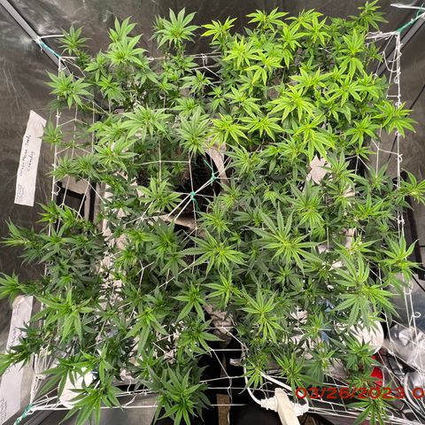Chemdog 30% Sativa 70% Indica growlog photo: Clockwise from top left = Chemdog, Royal Runtz, Mimosa X Orange Punch, Durban Dew.