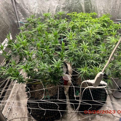 Chemdog 30% Sativa 70% Indica growlog photo: Clockwise from top left = Chemdog, Royal Runtz, Mimosa X Orange Punch, Durban Dew.