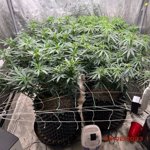 Chemdog 30% Sativa 70% Indica growlog photo: Clockwise from top left = Chemdog, Royal Runtz, Mimosa X Orange Punch, Durban Dew.