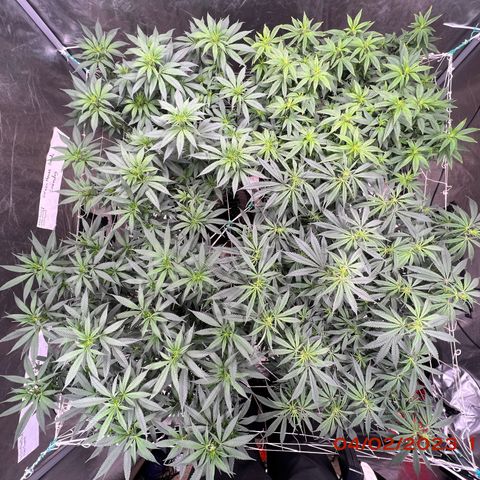 Chemdog 30% Sativa 70% Indica growlog photo: Clockwise from top left = Chemdog, Royal Runtz, Mimosa X Orange Punch, Durban Dew.