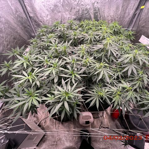Chemdog 30% Sativa 70% Indica growlog photo: Clockwise from top left = Chemdog, Royal Runtz, Mimosa X Orange Punch, Durban Dew.