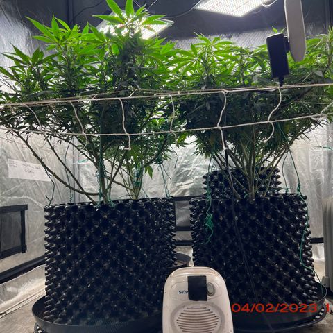 Chemdog 30% Sativa 70% Indica growlog photo: Clockwise from top left = Chemdog, Royal Runtz, Mimosa X Orange Punch, Durban Dew.